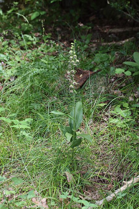 Epipactis helleborine  - Xavier Alamany