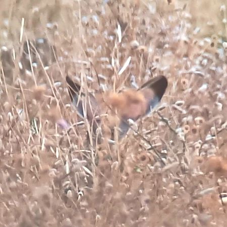 Iberian Hare  - Thomas Kuppel