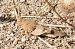 Edipoda blavosa (Sphingonotus caerulans) © Màrius Domingo