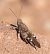 Sphingonotus indeterminat  - Màrius Domingo