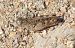Llagost de Barbària (Calliptamus barbarus) © Màrius Domingo
