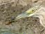 Grill cadell (gryllotalpa) (Gryllotalpa gryllotalpa) © Màrius Domingo
