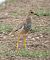 White-tailed Lapwing  - Màrius Domingo