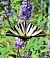 Spanish Swallowtail (Iphiclides feisthamelii) © Antoni Mariné