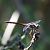 Pixaví estriat (Sympetrum striolatum) © Pere Compte