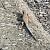 Catalonian Wall Lizard (Podarcis liolepis) © Pere Compte