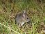 Wood Mouse (Apodemus sylvaticus) © Xavier Puig Montserrat