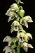 Epipactis helleborine  - Xavier Alamany