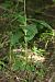 Epipactis helleborine © Xavier Alamany