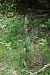 Epipactis helleborine © Xavier Alamany
