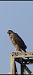 Eurasian Goshawk (Astur gentilis) © Andrew Clarke