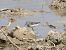 Territ de Temminck (Calidris temminckii) © Andrew Clarke