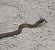 Western Whip Snake (Hierophis viridiflavus) © Albert López Prat