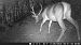 Cérvol (Cervus elaphus) © Albert López Prat
