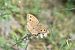 Bruna de muntanya (Hyponephele lycaon) © Purnendu Roy