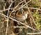 Western Subalpine Warbler (Curruca iberiae) © hidden author