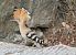 Eurasian Hoopoe (Upupa epops) © hidden author