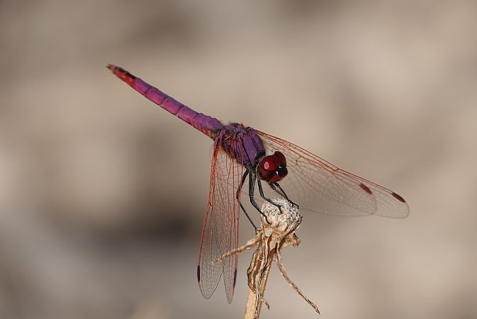 Violet Dropwing  - Oriol Soler Ferrer