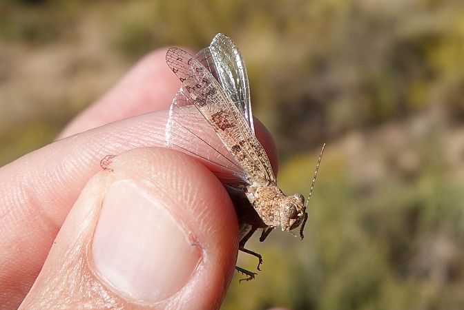 Sphingonotus rubescens  - Oriol Soler Ferrer