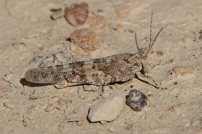 Sphingonotus rubescens  - Oriol Soler Ferrer