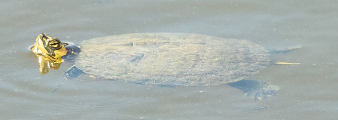 Tortuga d’aigua jeroglífic  - Màrius Domingo