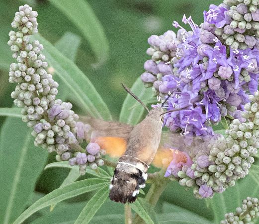 Macroglossum stellatarum  - Màrius Domingo