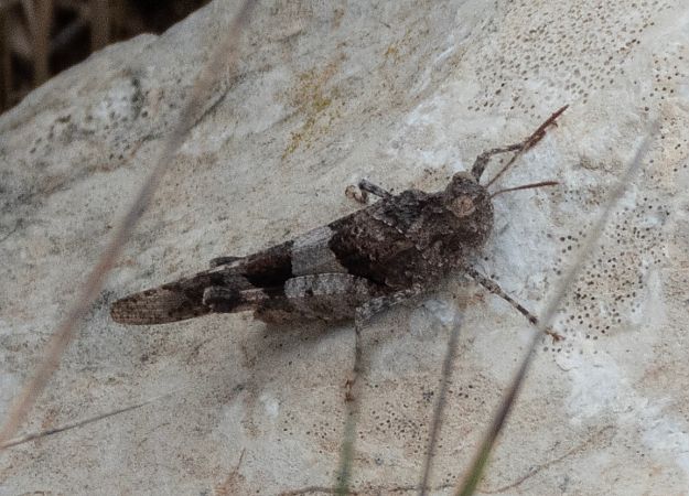 Llagosta d’ales vermelles rabassuda  - Màrius Domingo