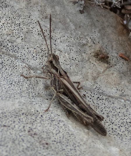 Omocestus indeterminat  - Màrius Domingo