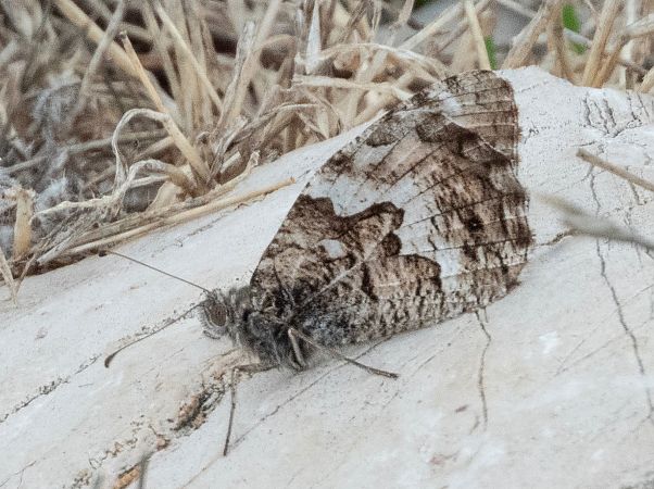 Faune petit  - Màrius Domingo