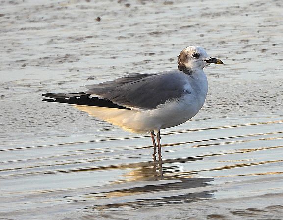 Gaviota de Sabine  - Daniel González
