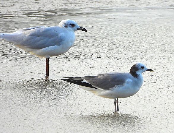 Gavina cuaforcada  - Daniel González