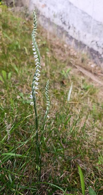 Spiranthes spiralis  - Daniel González