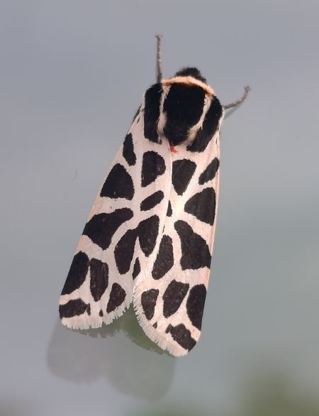 Cymbalophora pudica  - Daniel González