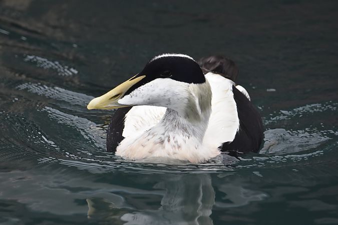 Eider Común  - Guillem Mayor Samarra