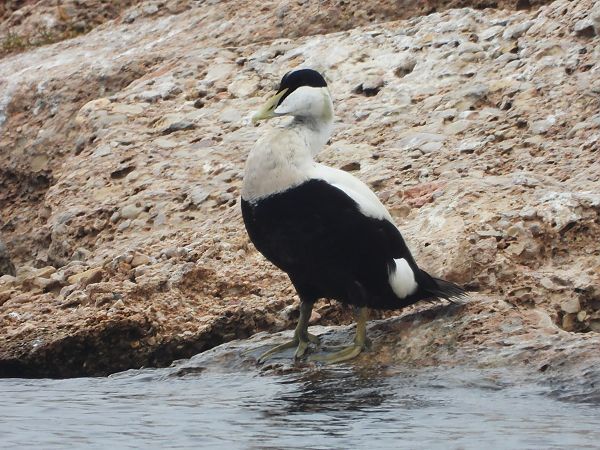 Eider Común  - Guillem Mayor Samarra