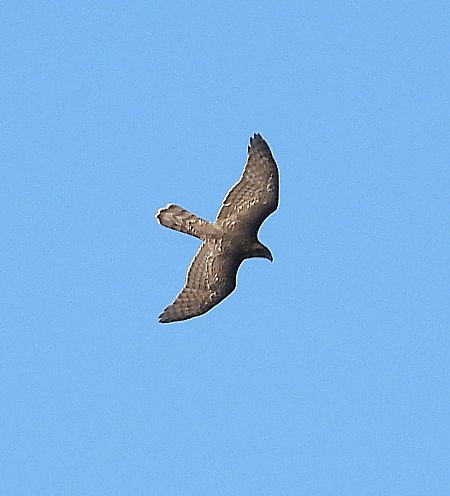 Eurasian Goshawk  - Joan Safont