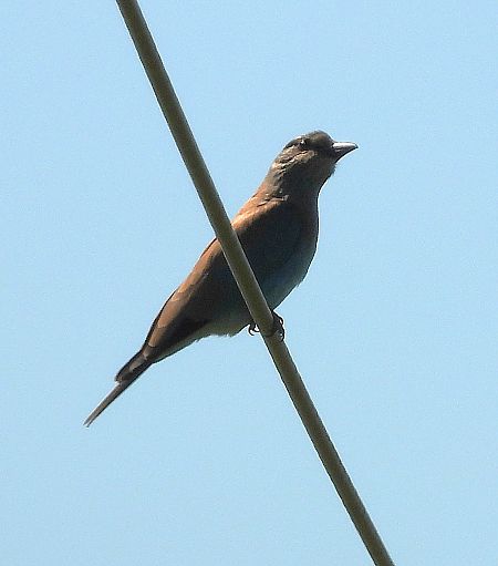 European Roller  - Joan Safont