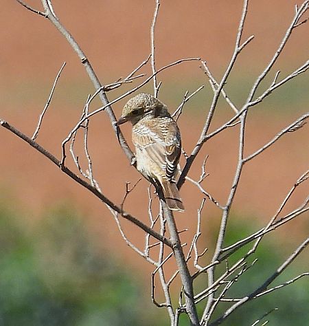 Woodchat Shrike  - Joan Safont