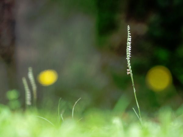 Spiranthes spiralis  - Ramon Calvet i Falgueras