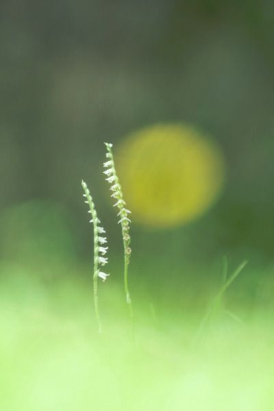 Spiranthes spiralis  - Ramon Calvet i Falgueras