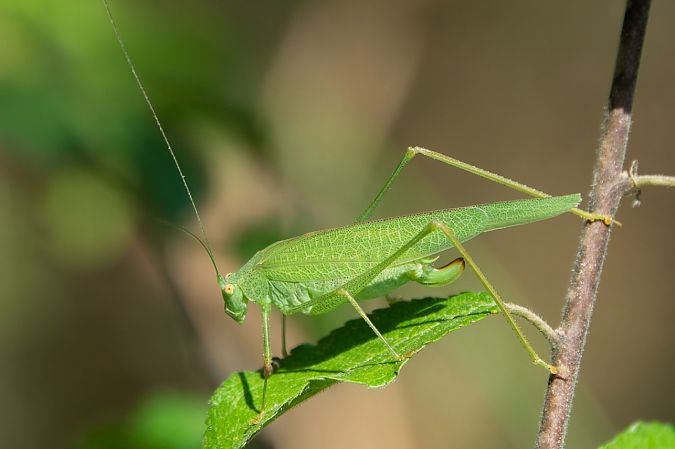 Phaneroptera sp.  - Joan Estrada Bonell