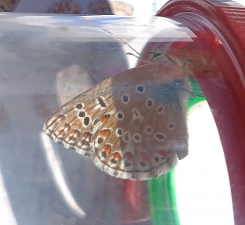Adonis Blue  - Joan Rovira Girabal