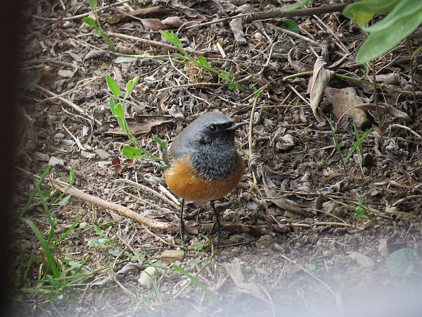 Phoenicurus ochruros x phoenicurus  - Antoni Carulla Guarner