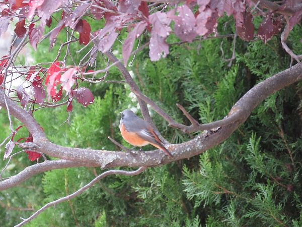 Phoenicurus ochruros x phoenicurus  - Antoni Carulla Guarner