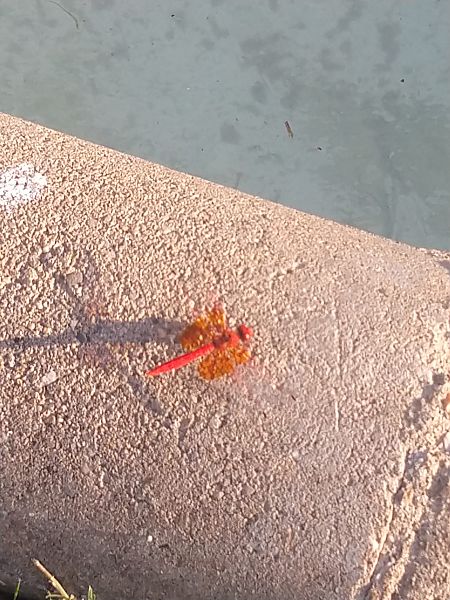 Orange-winged Dropwing  - David Gispert