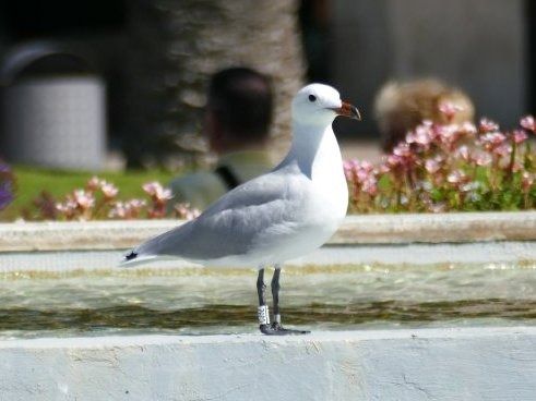 Goéland d'Audouin  - Josep M. Palau Garrabou