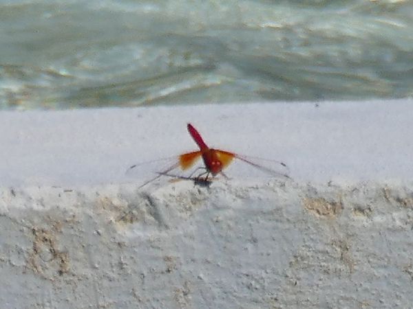 Sagnador escarlata  - Josep M. Palau Garrabou