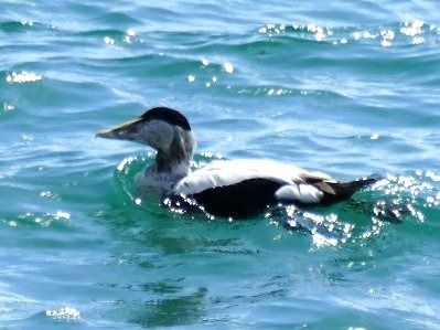 Common Eider  - Josep M. Palau Garrabou