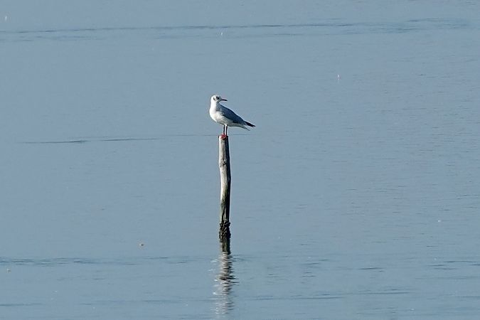 Mouette rieuse  - Raül Miralta Gamisans