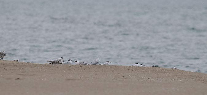 Xatrac becllarg  - Olga Gairin Deulofeu